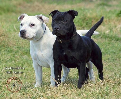 Staffordshire Bull Terrier 9P033D-100.JPG